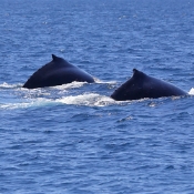 HumpbackWhales_IMG_5056_m_3