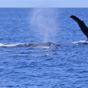 HumpbackWhales_IMG_5073_m