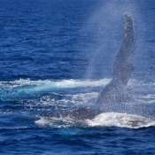 HumpbackWhales_IMG_5080_m_4