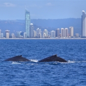 HumpbackWhales_IMG_5091_m_3