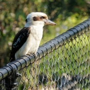 WildLifePark_DSC06134