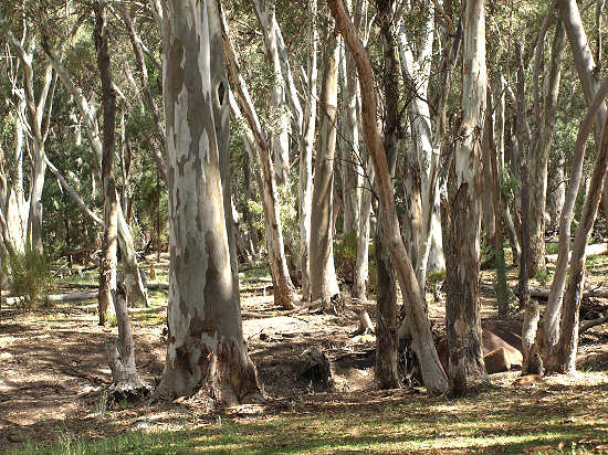 Flinders SA - Wilpena Pound Gap