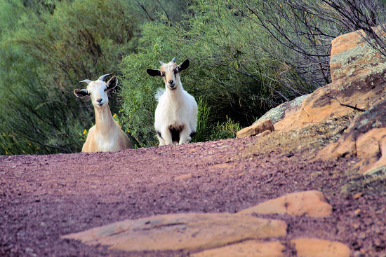 Flinders SA - Wilpena Pound Gap