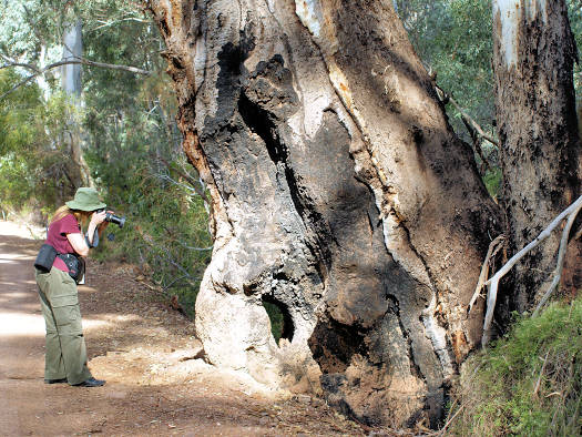 Flinders SA - Wilpena Pound Gap