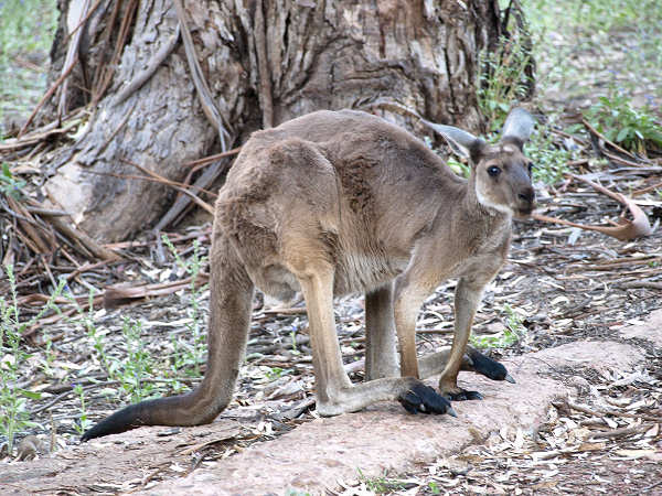 Flinders SA - Wilpena Pound Gap