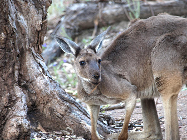 Flinders SA - Wilpena Pound Gap