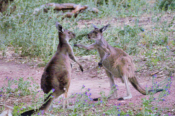 Flinders SA - Wilpena Pound Gap