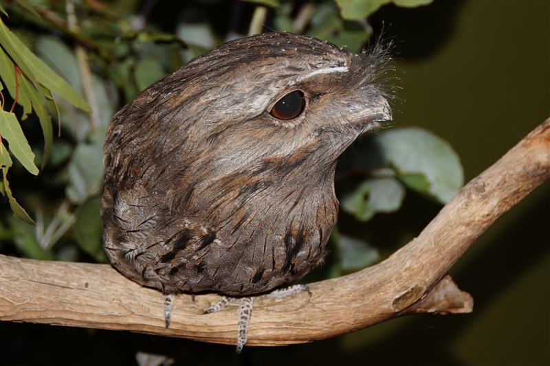 Bird_DSC08351_800px