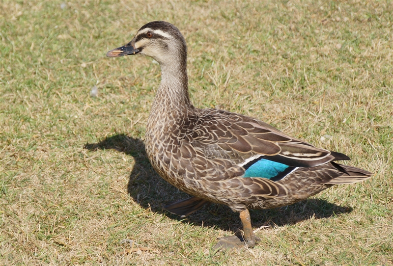 Duck_DSC00255_800px