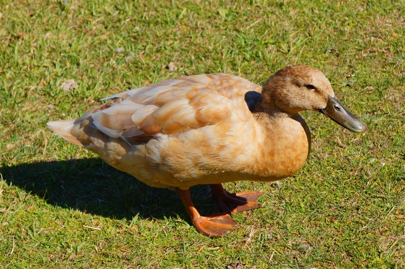 Duck_DSC09631_800px