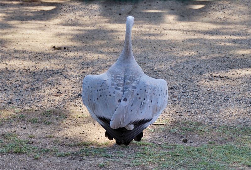 Goose_DSC00249_800px