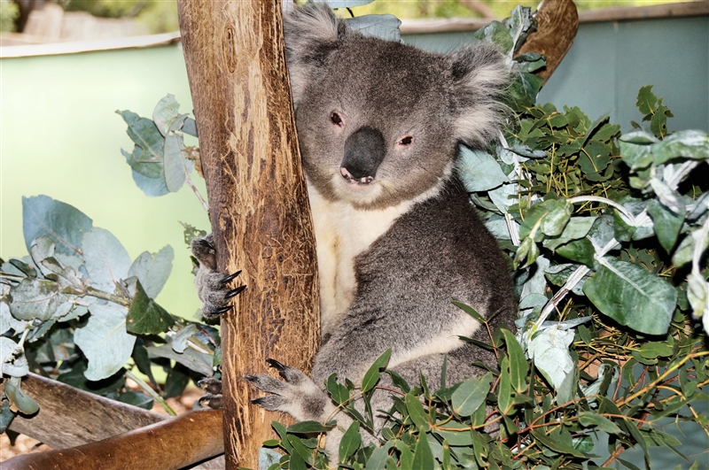 Koala_DSC08347_800px