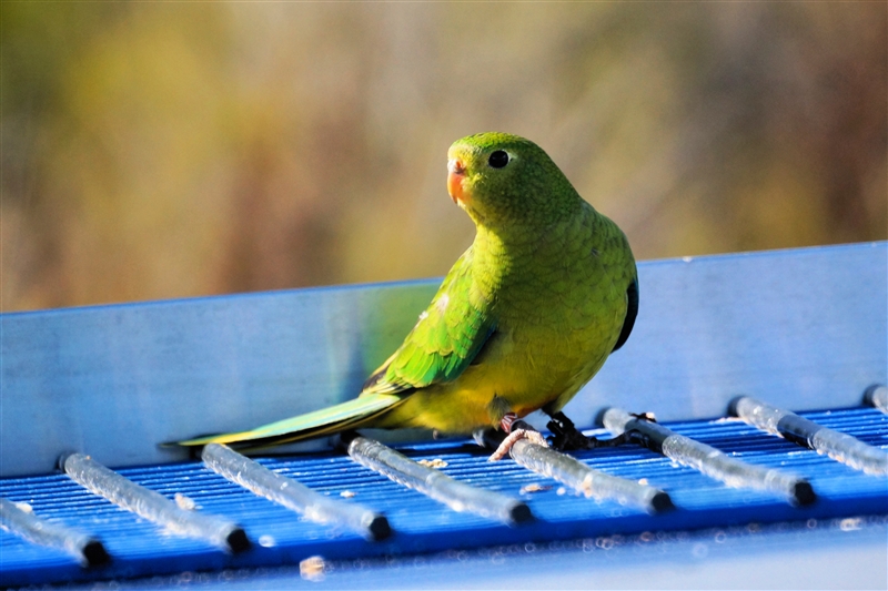 Parrot_DSC08705_800px