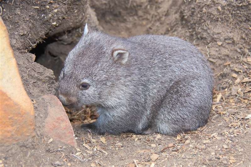 Tasmania_Bonorong_0779_m_4_800px