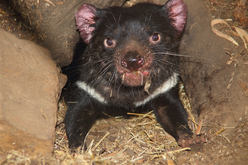 Tasmania_Bonorong_0792_m_4_800px