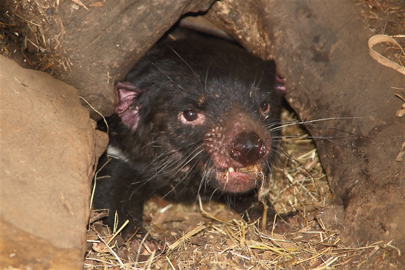 Tasmania_Bonorong_0793_m_4_800px