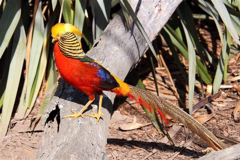 Tasmania_NatureWorldWildlifePk_2071_m_4_800px