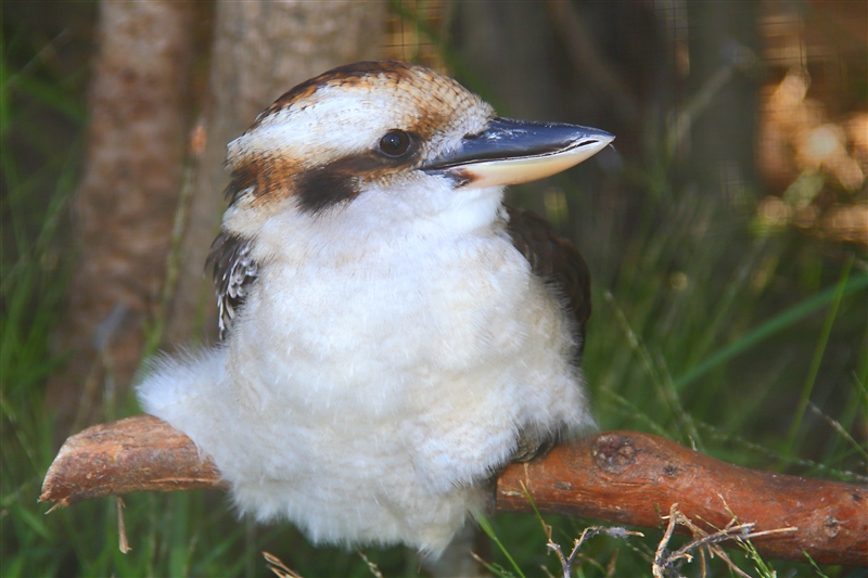 Tasmania_NatureWorldWildlifePk_2080_m_4_800px