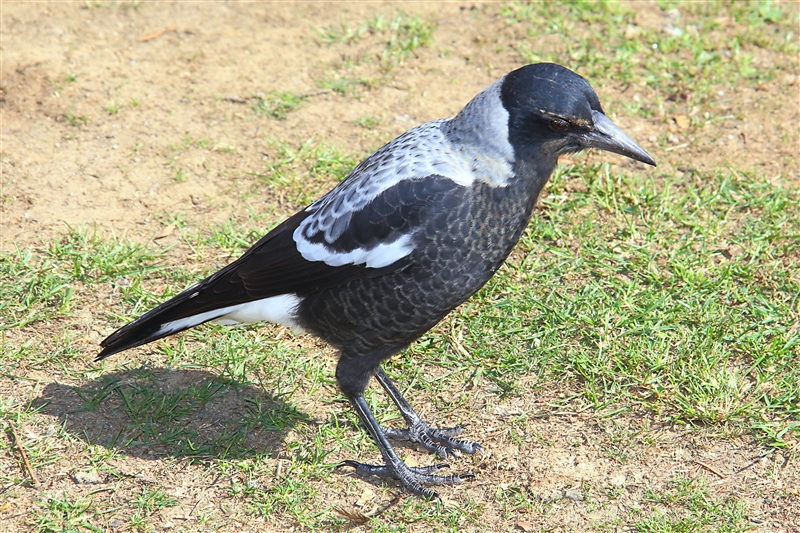 Tasmania_NatureWorldWildlifePk_2083_m_4_800px