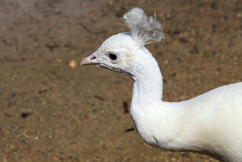 Tasmania_NatureWorldWildlifePk_2084_800px