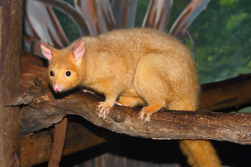 Tasmania_NatureWorldWildlifePk_2086_m_3_800px