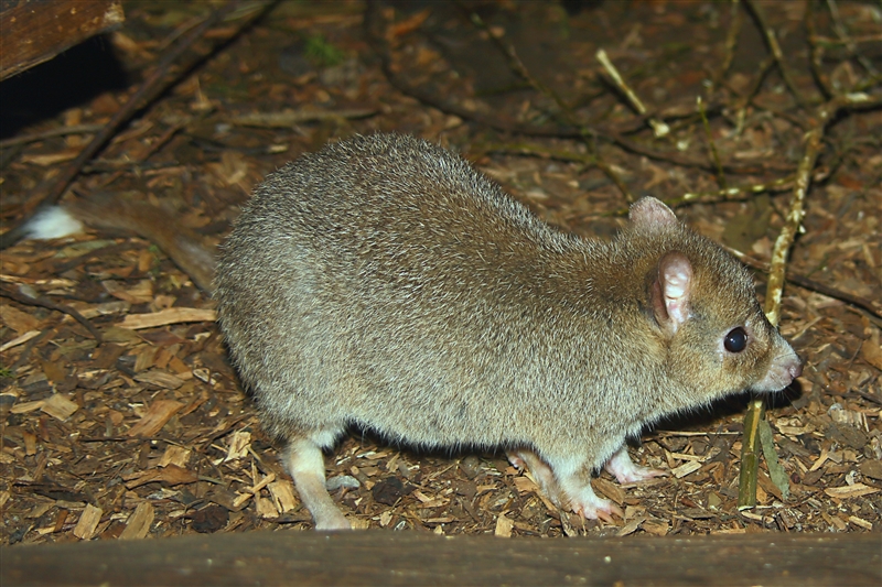 Tasmania_NatureWorldWildlifePk_2087_m_3_800px