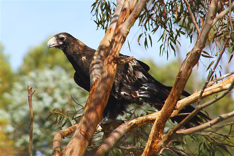 Tasmania_NatureWorldWildlifePk_2096_m_3_800px