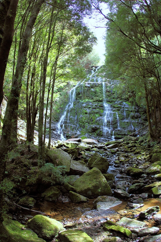 Tasmania_NelsonFalls_0107_800px