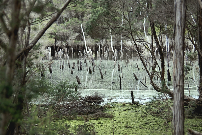 Tasmania_NarauntapuNPk_1859_800px