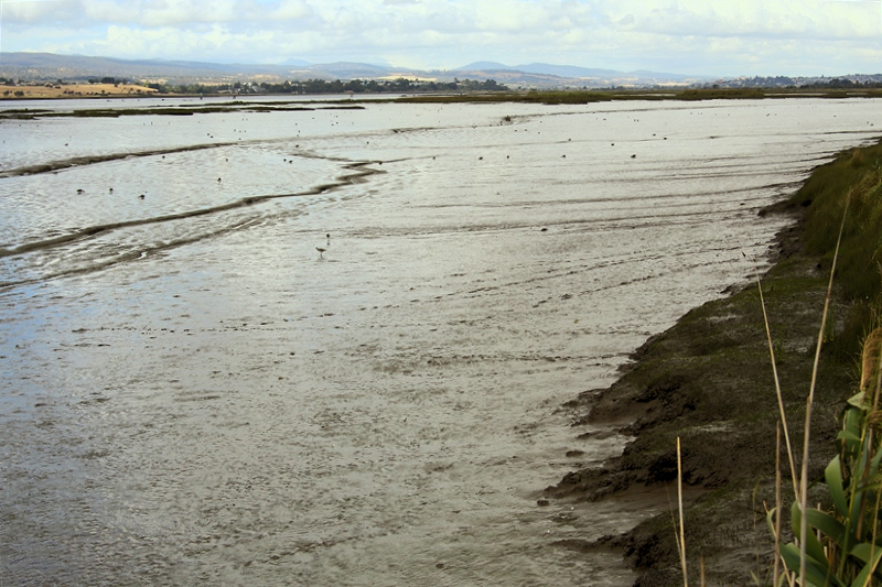 Tasmania_TamarIsWetlands_1873_800px