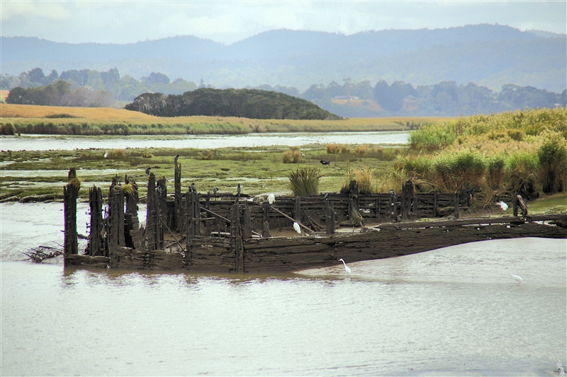 Tasmania_TamarIsWetlands_1874_800px