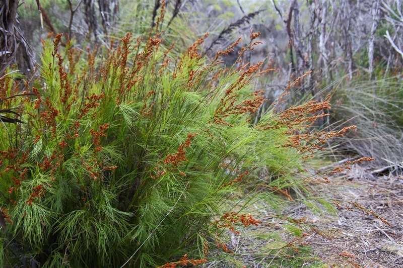 Tasmania_MelaleucaTrip_0922_800px