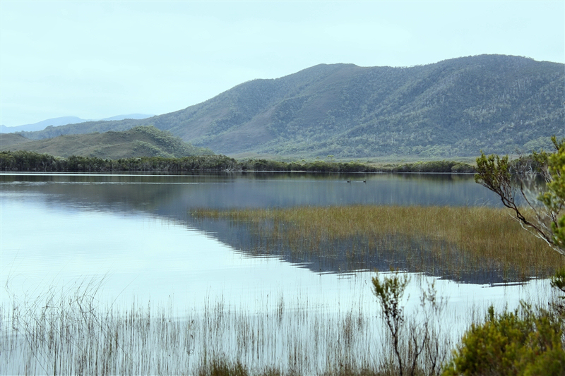 Tasmania_MelaleucaTrip_0928_800px