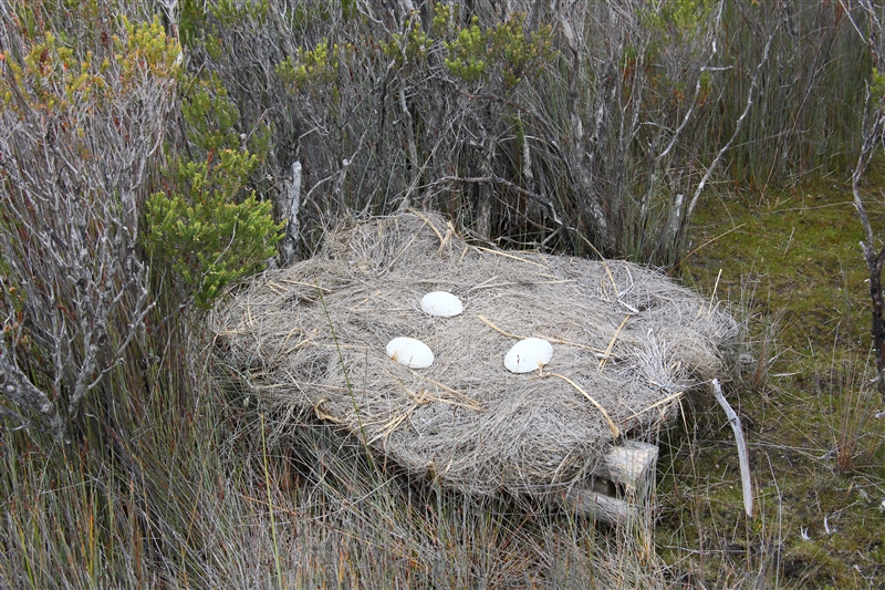 Tasmania_MelaleucaTrip_0942_800px