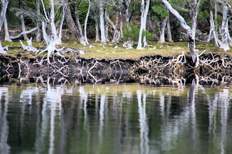 Tasmania_MelaleucaTrip_1045_800px