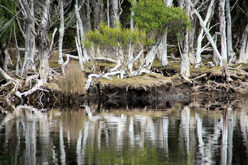 Tasmania_MelaleucaTrip_1047_800px