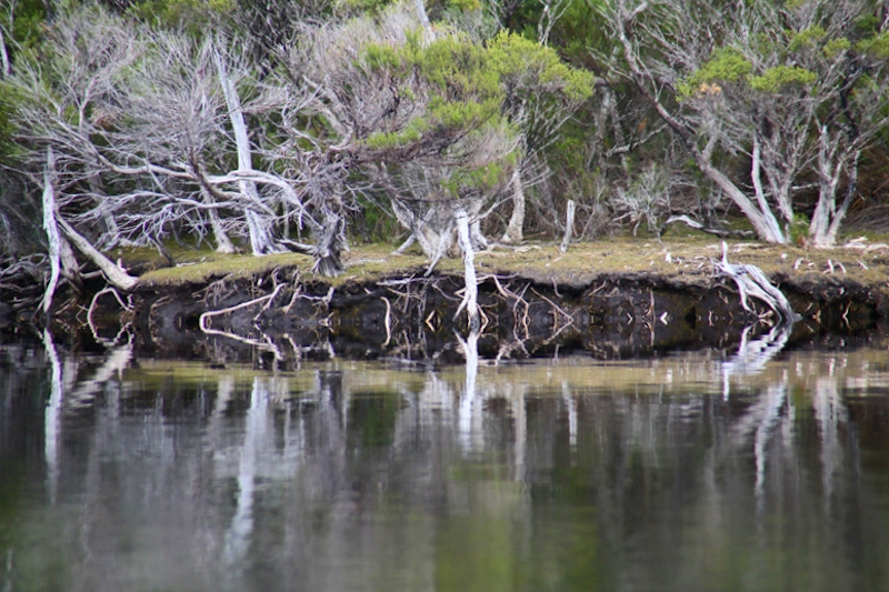 Tasmania_MelaleucaTrip_1051_800px