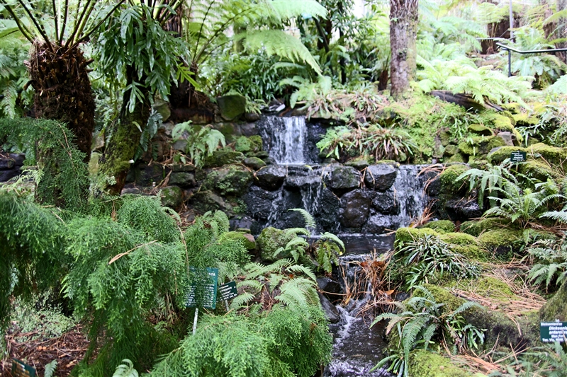 Tasmania_BotanicGardens_2248_800px