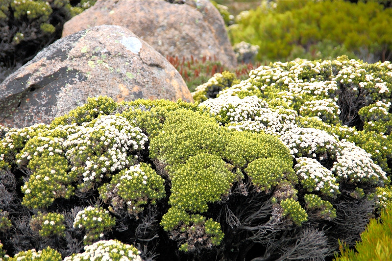 Tasmania_MountWellington_0752_800px