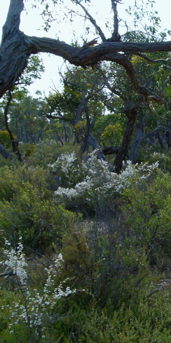 LittleDesertWildFlowers_P1020071_v.jpg