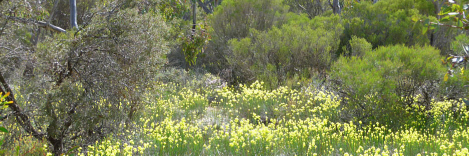 LittleDesertWildFlowers_P1020083_3.jpg