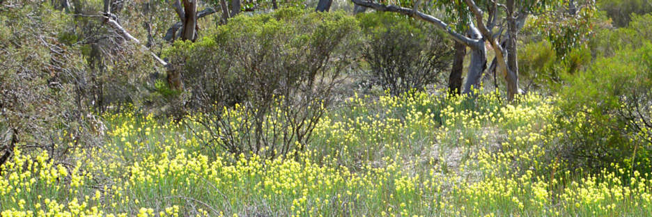 LittleDesertWildFlowers_P1020084_3.jpg