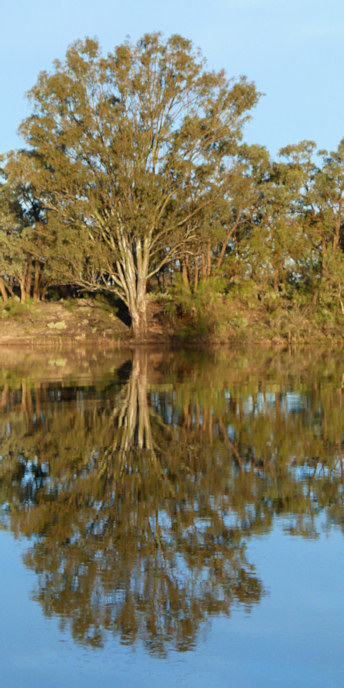 Mildura_MurrayRiver_P1020127_v.jpg