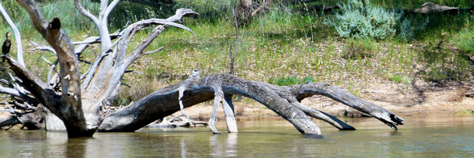 Mildura_MurrayRiver_P1020204_3.jpg