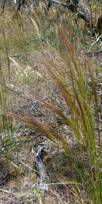 WyperfeldGrass_P1020100_v.jpg