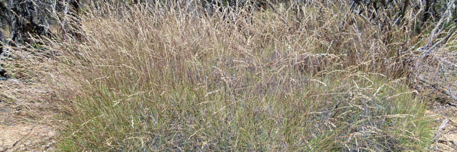 WyperfeldGrass_P1020110_v.jpg