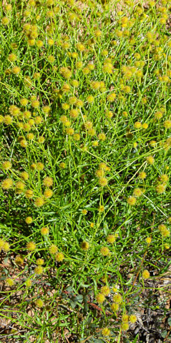 WyperfeldWildFlowers_P1020116_v.jpg