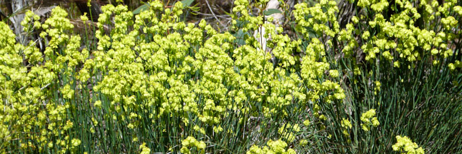 WyperfeldWildFlowers_P1020117_3.jpg