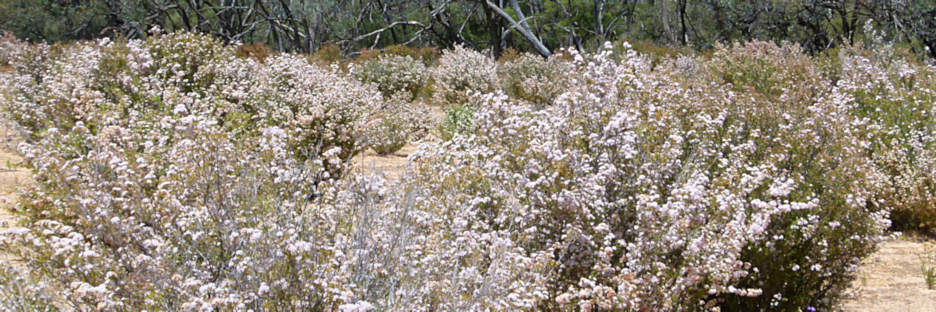 WyperfeldWildFlowers_P102097_3.jpg