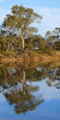 Mildura_MurrayRiver_P1020126_v